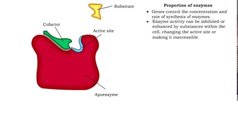 Enzyme Structure Properties Of Enzymes Youtube