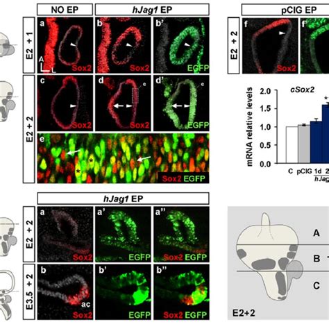 Sox2 And Jag1 Co Expression During Chicken Otic Neurosensory