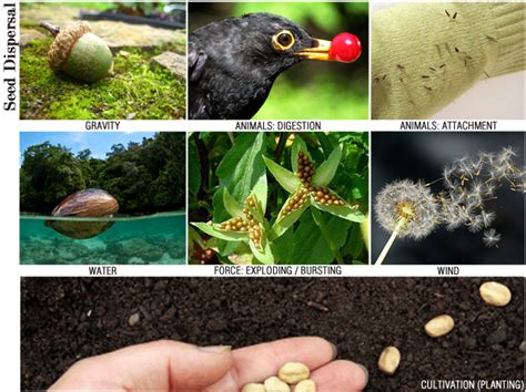 Seed Dispersal Poster Seed Dispersal Teaching Science Elementary