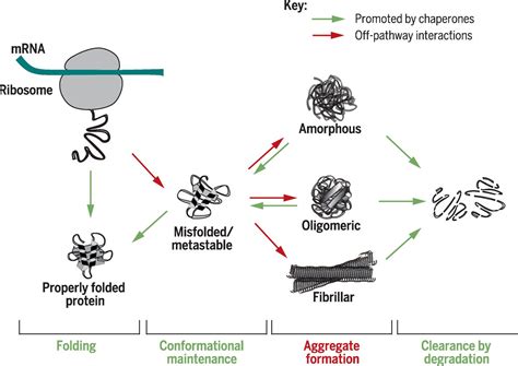 In Vivo Aspects Of Protein Folding And Quality Control Science