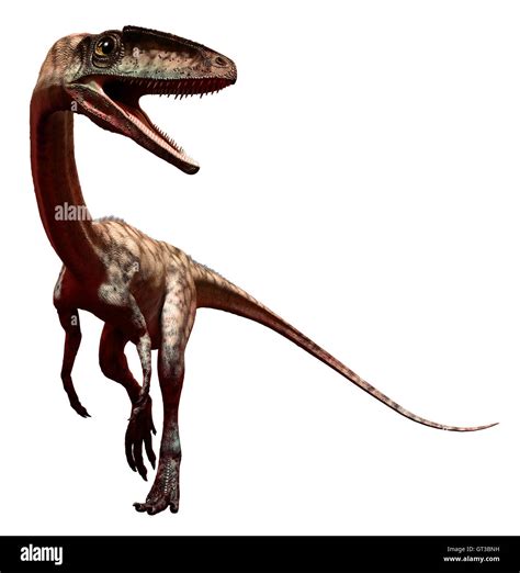 Coelophysis Hi Res Stock Photography And Images Alamy