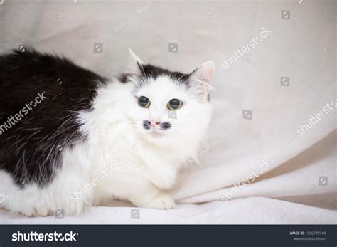 Funny Cat Smilling Domestic Cat Stock Photo 1996789940 | Shutterstock
