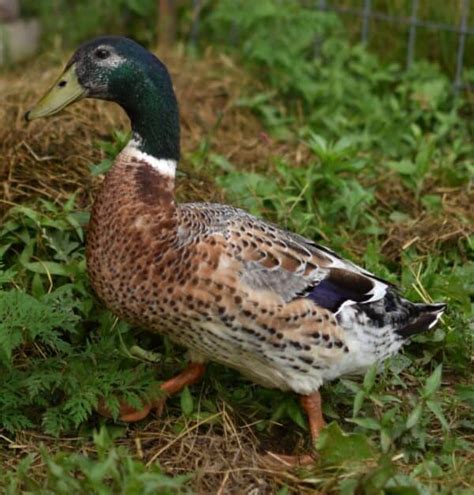 Welsh Harlequin Duck: An Endangered, Dual Purpose Breed