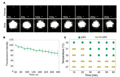 Identification And Characterization Of The Heat Induced Plastidial