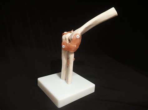 Life Size Anatomical Human Elbow Joint Model Joints Products