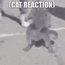 Cat Reaction Dancing GIF - Cat Reaction Dancing Grooving - Discover ...