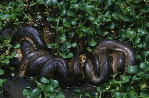 26ft Long Anaconda Discovered In Amazon Rainforest Is The Biggest Snake