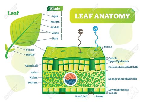 Anatomy Of A Leaf Worksheet