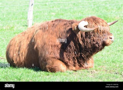 Scottish Highland Cattle The Breeding Bull Stock Photo Alamy