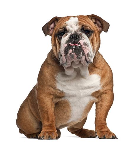 Royalty Free English Bulldog Pictures Images And Stock Photos Istock