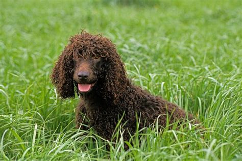 The Complete Guide to the 9 Irish Dog Breeds