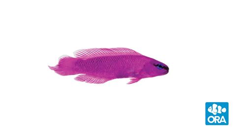 Orchid Dottyback