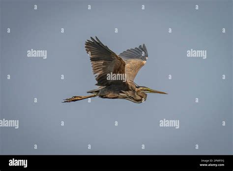 Goliath Heron Ardea Goliath Flies Through Perfect Blue Sky In Chobe