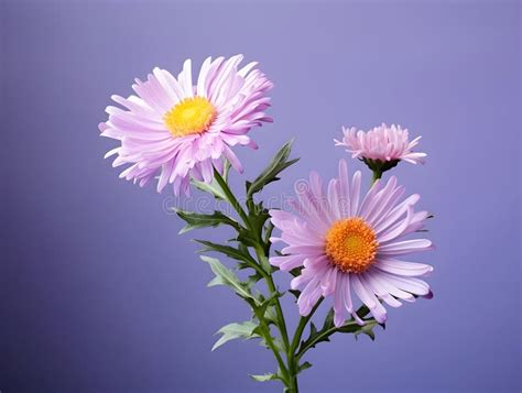 Aster Flower In Studio Background Single Aster Flower Beautiful