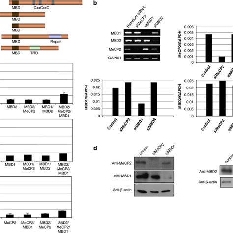 Methyl Cpg Binding Domain Mbd Bound Hypermethylated Genes Exhibit