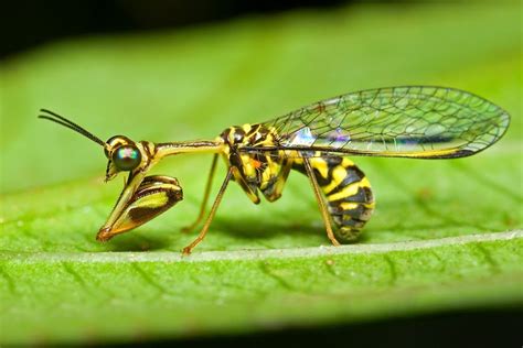 Mantidfly Insect Collection Pictures Of Insects Like Animals