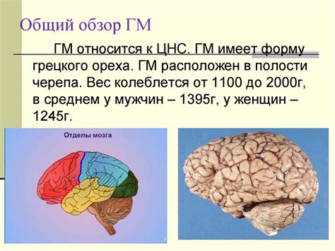 Большой (конечный) мозг - презентация онлайн