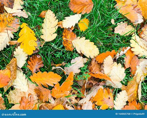 Autumn Leaves On A Green Grass Stock Photo Image Of Colours Carpet