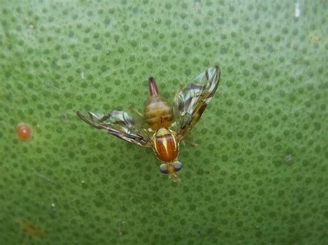 Mosca De La Fruta Anastrepha Fraterculus Ecoregistros