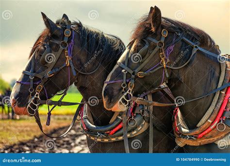 Closeup Of Draft Horses And Their Work Harnesses Editorial Image