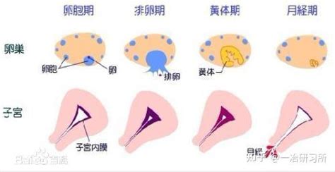 黄体破裂 出症状就是“大事”每个女性都应该了解 知乎