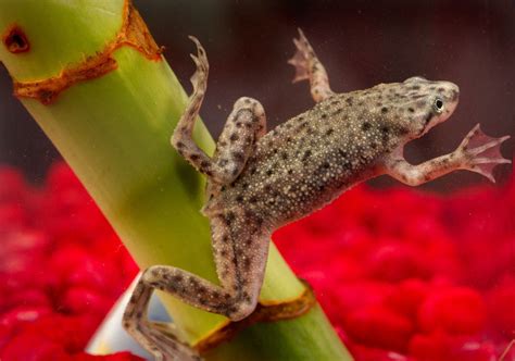 5 Signs Your African Dwarf Frog Is Sick Or Dying Pethelpful