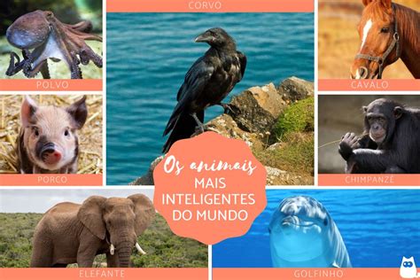 Cérebros de milhões Os 10 animais MAIS INTELIGENTES do MUNDO