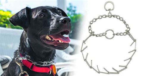 What Is A Pinch Collar For Dogs And Do You Need One?