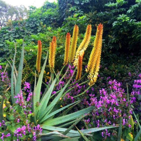 Aloe Aloe Flower Garden Plants Easy Gardening Drought Tolerant