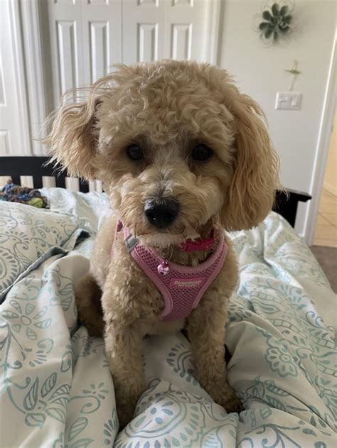 My child : r/Maltipoo