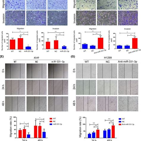 MicroRNA MiR 3313p Suppressed The Migration Invasion And