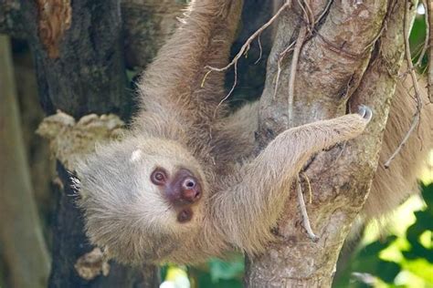 Rio Celeste Waterfall And Sloth Encounter Rainforest Day Tour