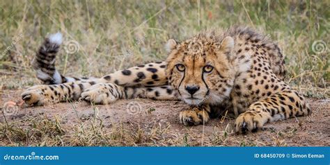 Laying Cheetah Stock Image Image Of Nature Kruger Selati 68450709