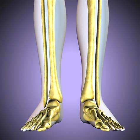 Premium Photo 3d Illustration Of Human Skeleton Tibia And Fibula Bones