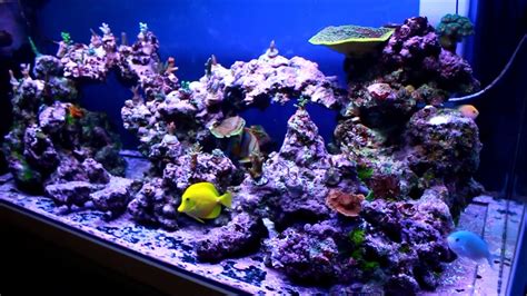 Improved Rock Scape In 110G SPS Tank 2nd CaribSea Arch Rock YouTube