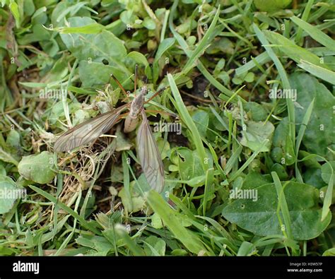 Close-up of female crane-fly (Tipula oleracea) laying eggs in a lawn, viewed from above Stock ...