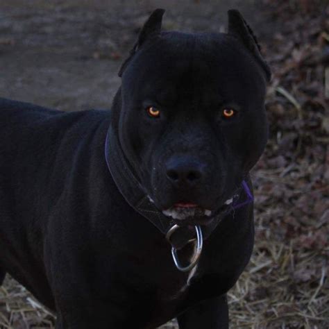 Пин от пользователя Cherryflavored на доске Prague Beauty Black Pitbull