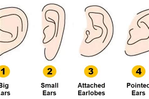 Tes Kepribadian Bisa Dilihat Dari Bentuk Telinga Ungkap Karakter Asli