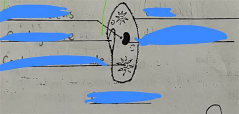 lab and protists quiz Flashcards | Quizlet 