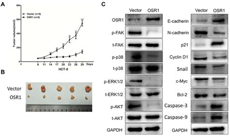 Osr1 Suppressed Coad Growth In Vivo A Osr1 Overexpression Inhibited