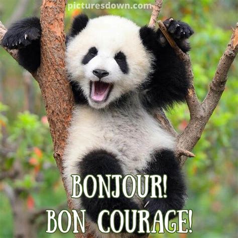 Bonjour Humour Image Panda Picturesdown