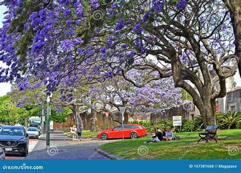 Jacaranda In Bloom Editorial Photo | CartoonDealer.com #173366525