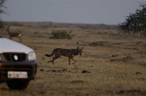 Feral Dog Barking At An Indian Wolf Wolves