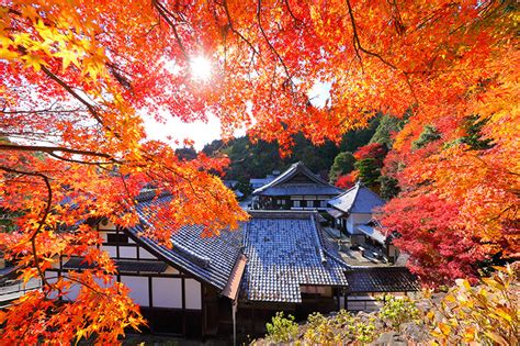 柳谷観音 楊谷寺 紅葉