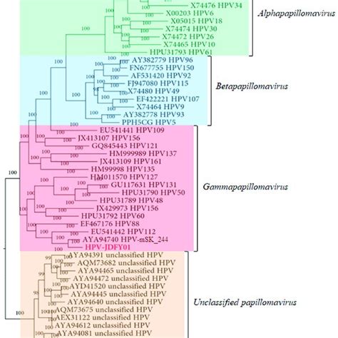 Phylogenetic Analysis Based On The Amino Acid Sequence Of Hpv Jdfy L