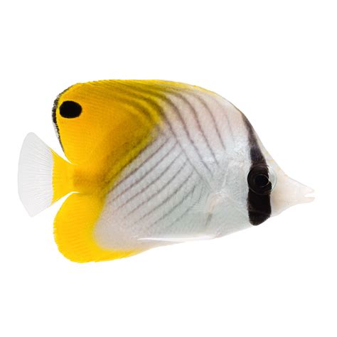 Threadfin Butterfly For Sale Petco