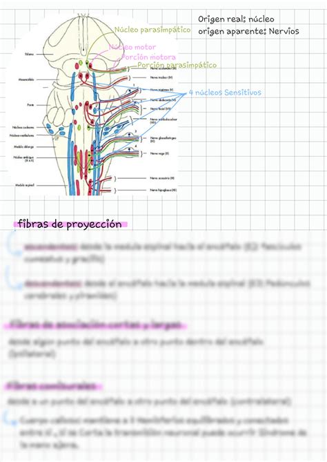 Solution Neuroanatomia Anatomia Del Cerebro Medicina Veterinaria