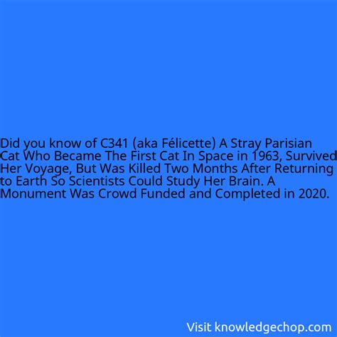 of C341 (aka Félicette) A Stray Parisian Cat Who Became The First Cat In Space in 1963, Survived ...