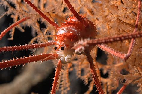 Una Victoria Para La Biodiversidad Marina M S De Nuevas Especies