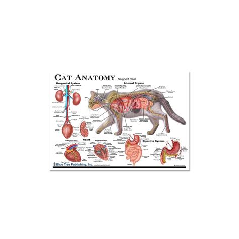 Blue Tree Publishing Cat Anatomy Chart Set Veterinary Anatomy Anatomy